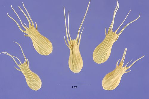 Aegilops ventricosa